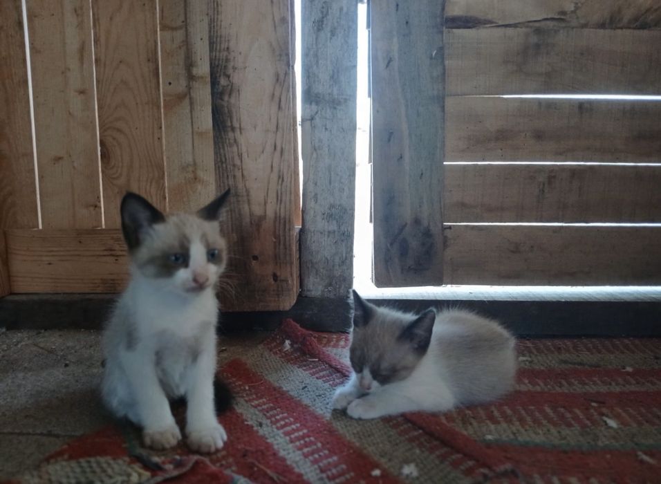 Gatinhos para adocção
