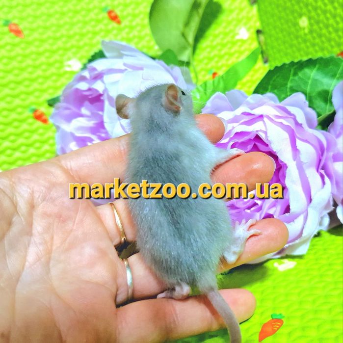 крыски Дамбо и Дамбо рекс,крысы,крысята,голубая прямоушка,щур,щури