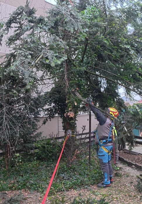 Wycinka i korekcja   drzew  takze  TRUDNYCH I NIEBEZPIECZNYCH
Firma A