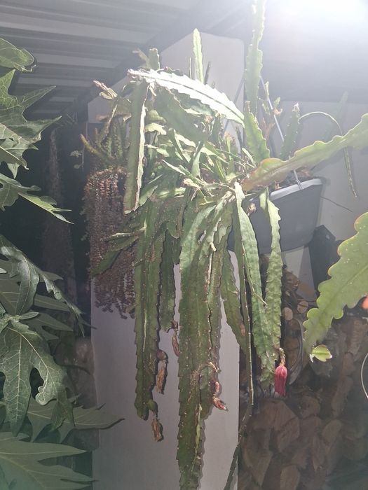 cacto epiphyllum