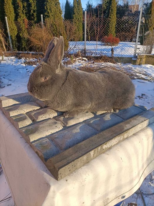 Królik wiedeński niebieski samiec