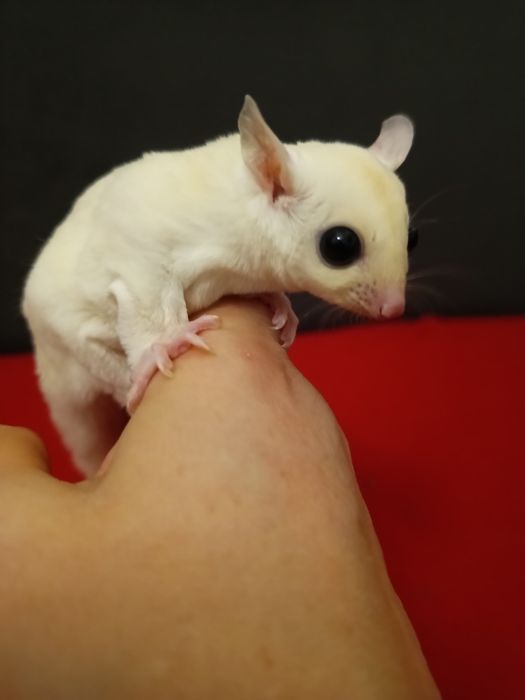 Lotopałanka karłowata ,leucistic (biała)