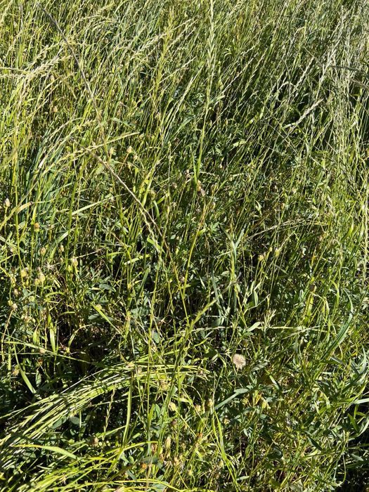 Feno Biológico de consociação de azevém e trevos (Speedmix)