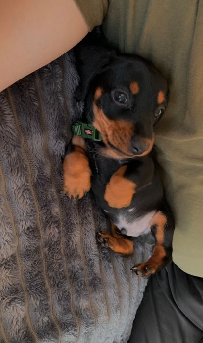 Чистопородні цуценята Міні такси