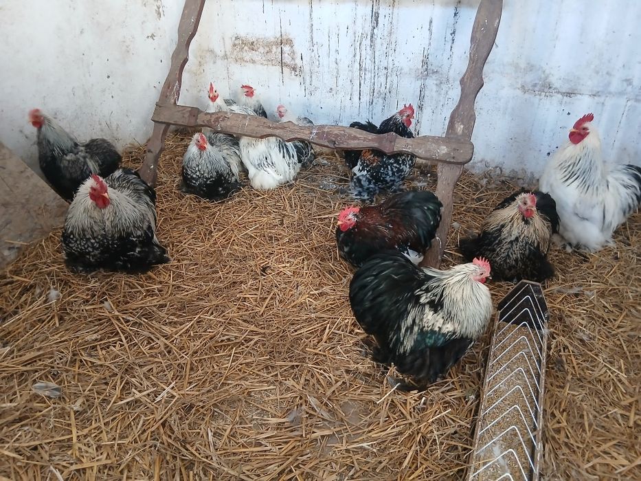 Kochiny miniaturowe karzełki