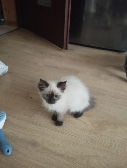 Kociak rasy ragdoll