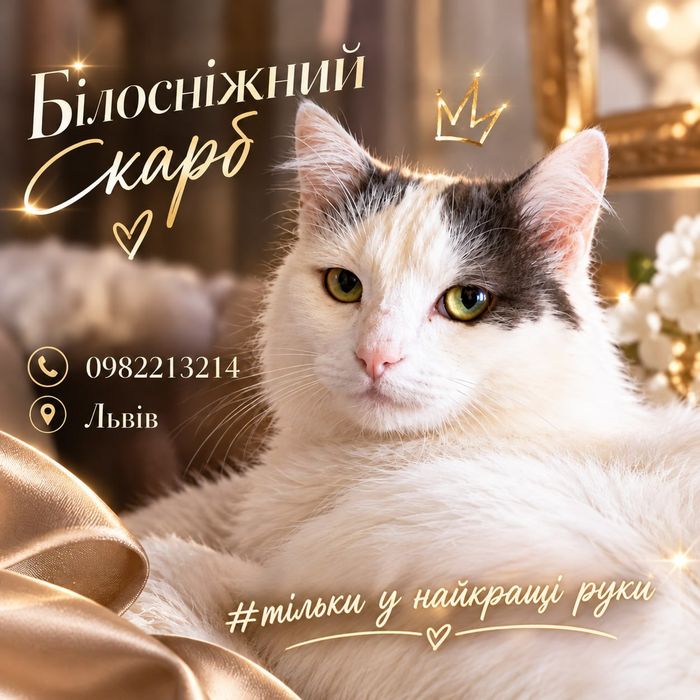 !Шукаєте магію? Погляньте у ці очі. Казковий кіт для особливих людей!!