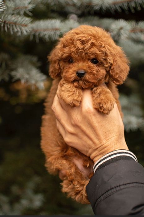 Розкішний малиш той пудель, Ред Браун