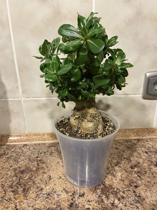 Адениум Арабикум (Adenium Arabicum) / Бонсай с крупным каудексом