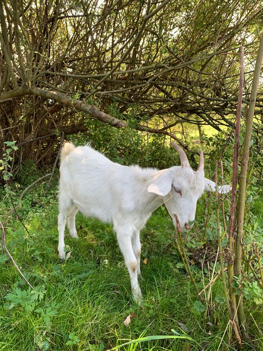 Кози , козенята .