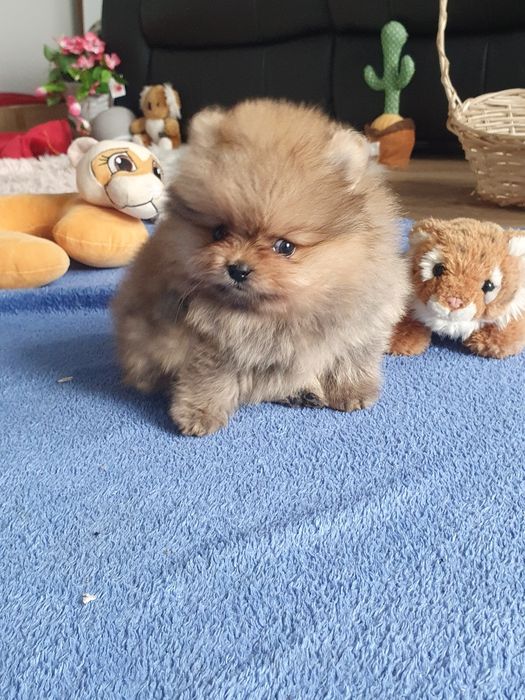 Szpic miniaturowy pomeranian/Miodowy mis