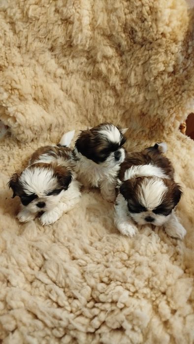 Szczeniak rasy Shih tzu
