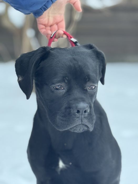 Чудова дівчінка Кане Корсо (Cane Corso Italiano)