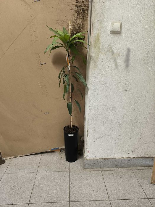 Manga Enxertadas Alphonso / Irwin / Osteen  [Mangifera indica]