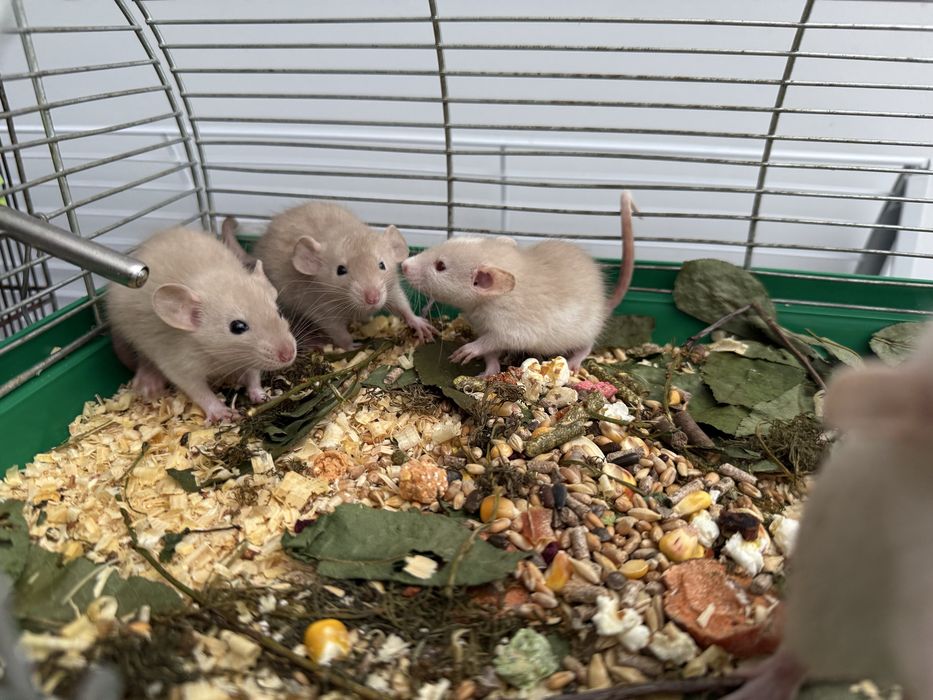 Крыски Дамбо (очень ручные, разные окрасы)