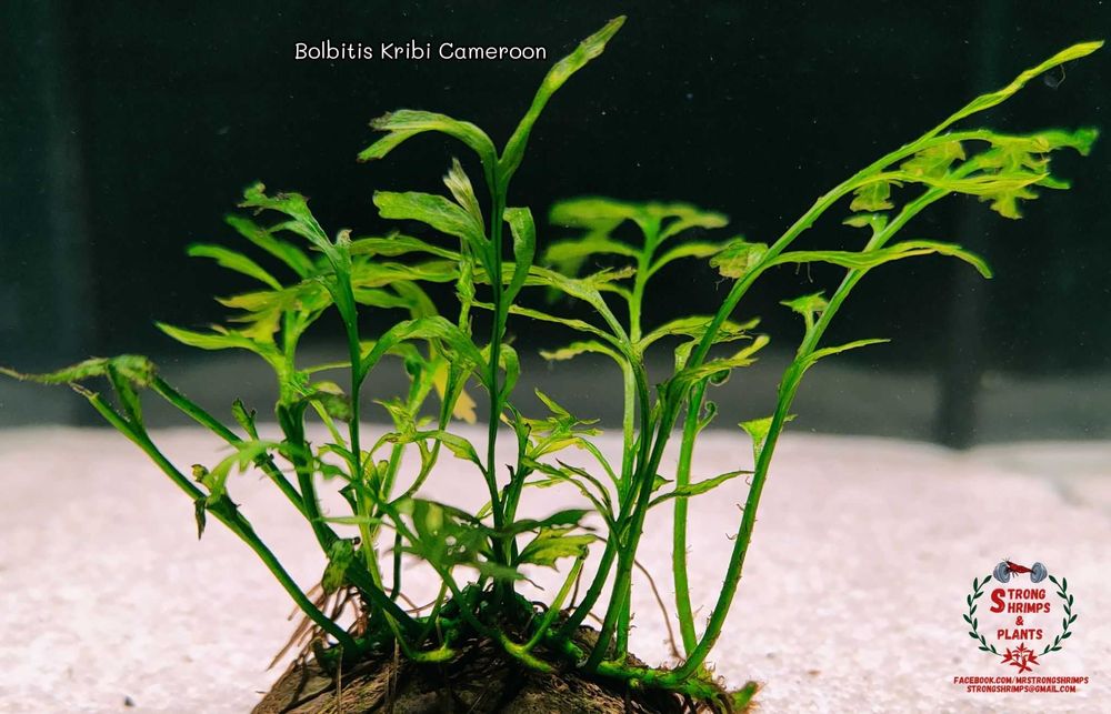 Bolbitis Kribi Cameroon Rarytas