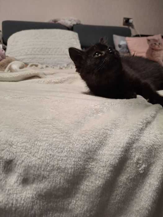 Кішечка 2 міс.в хороші руки