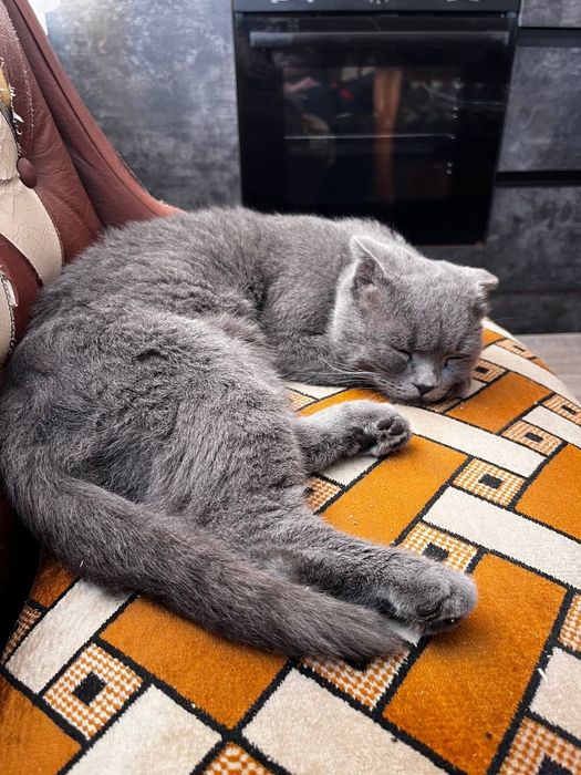 Віддам кота в добрі руки