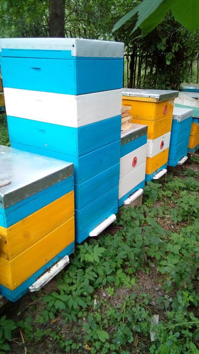 Продам смачний мед з Власної пасіки