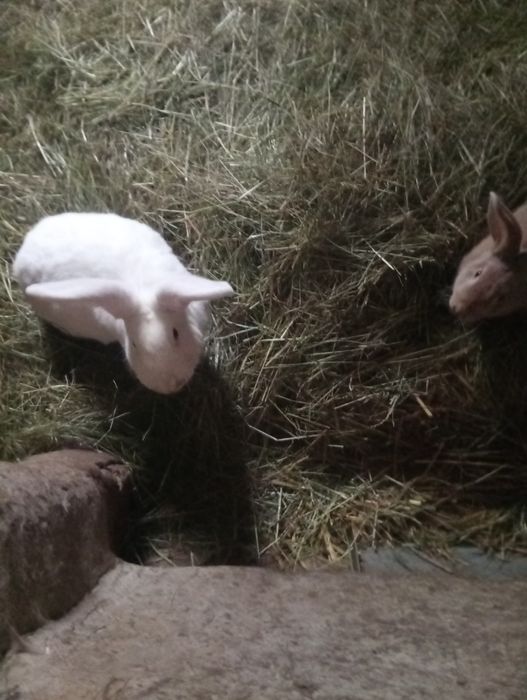 Młode kroliki mieszance