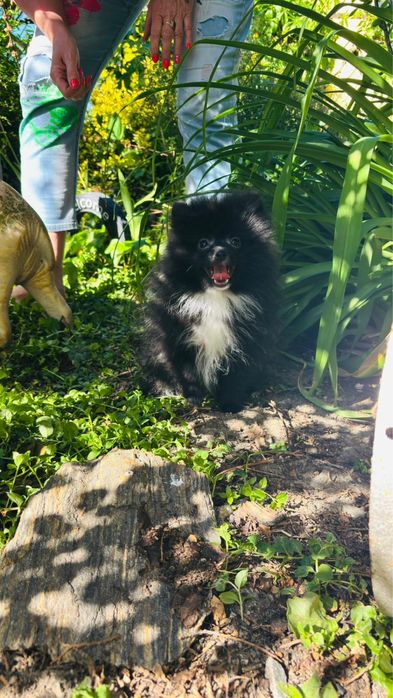 Szpic miniaturowy pomeranian piesek czarny