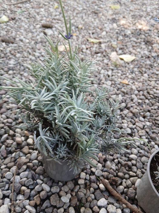Lawenda cleo patio