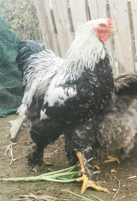 Ovos galados/ férteis de brahma e wyandotte