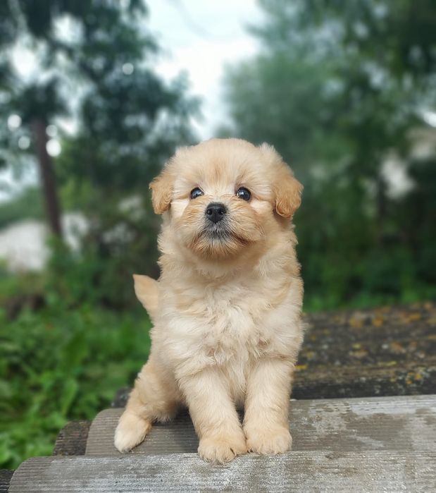 Мальтіпу, Мальтіпушки малюки