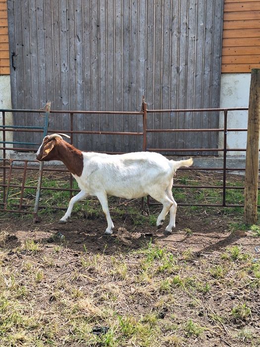 Vendo Cabras boer fêmeas