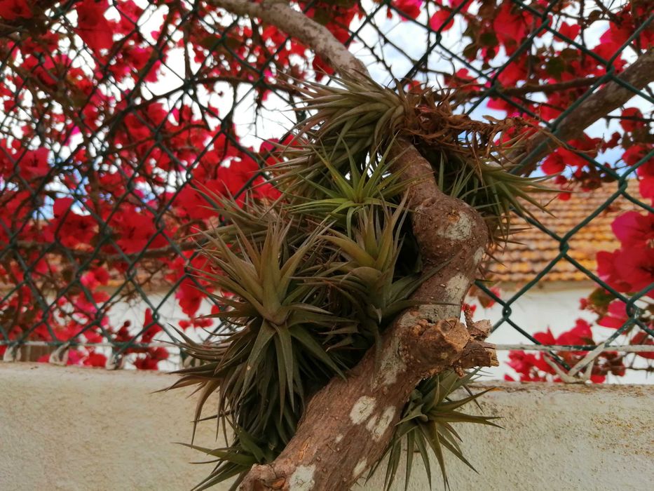 Air plant, does not require substrate64752265264643123