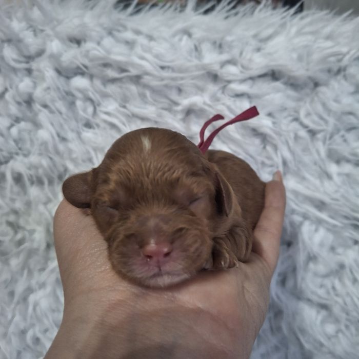 Cavapoo F1 sunia