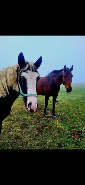 Sprzedam 2 wałaszki