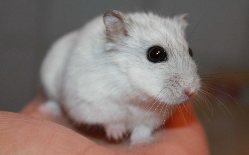 Роскошные джунгарские хомячки, белоснежного окраса, хомячата, хомяки