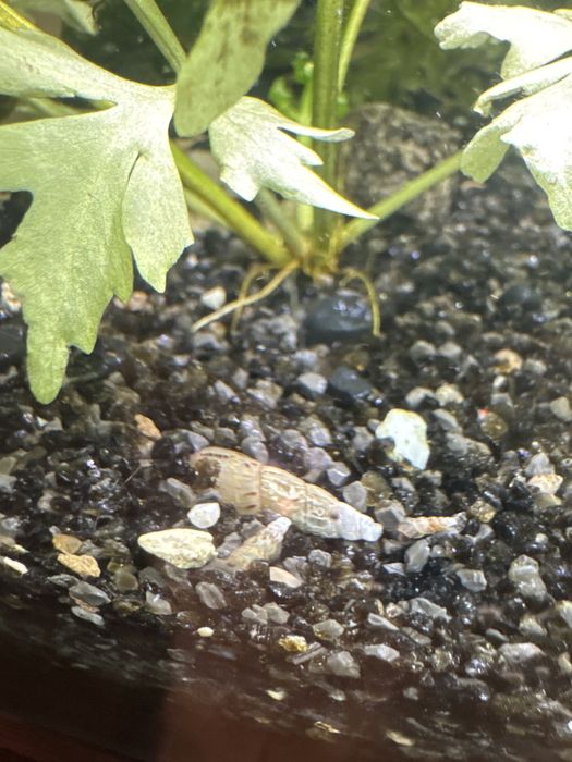 Swiderki slimaki sprzedam