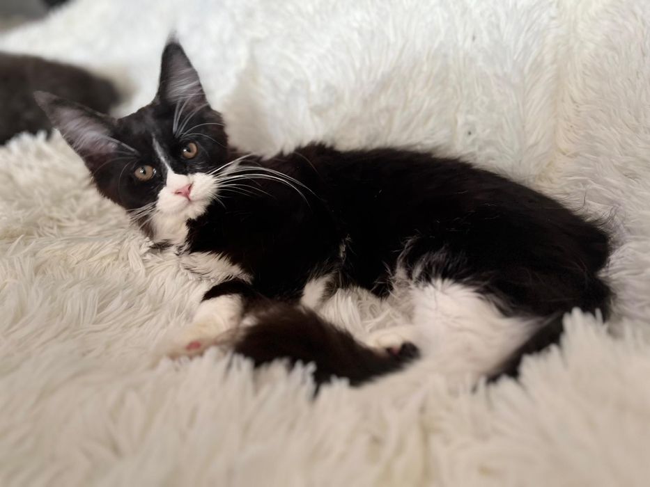Maine Coon czarny z białym