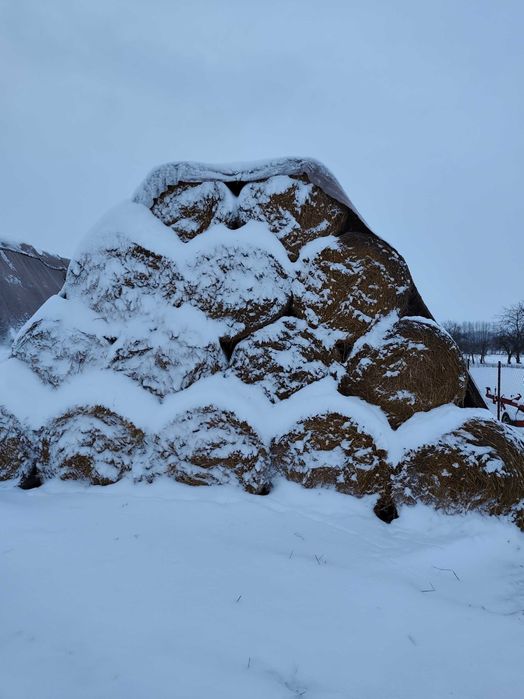 Sprzedam słomę owsiankę