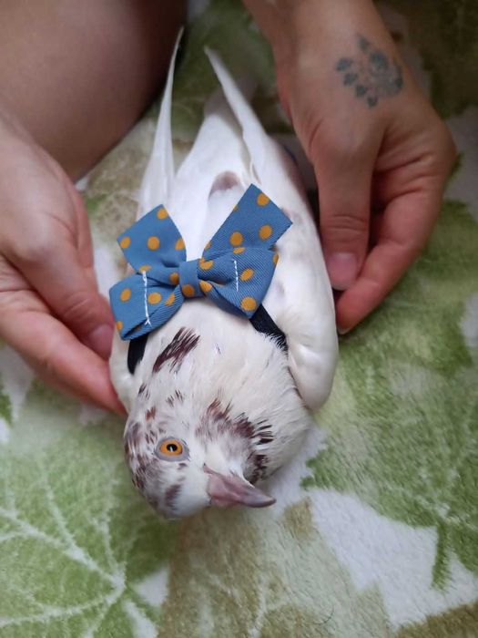 Памперсы для утки курочки цыпленка утенка гуся гусенка