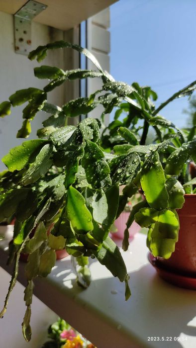 Кактус портулацея аіхризон різдвяник сансевієрія хані калвнхое