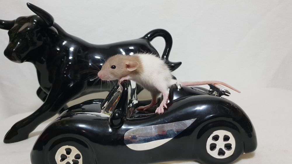 Szczur szczury szurki cudowne maluchy Dowóz do wielu miast w Polsce