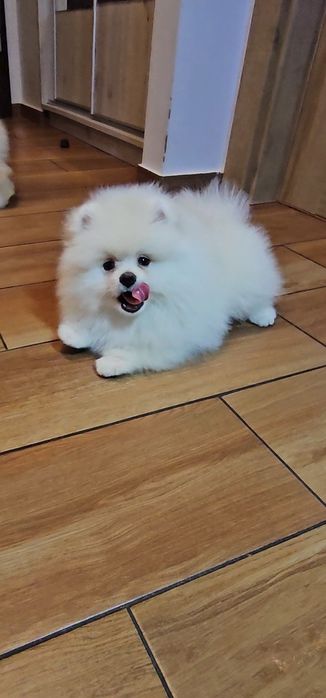 Miś pomeranian 3mc  gotowy do odbioru