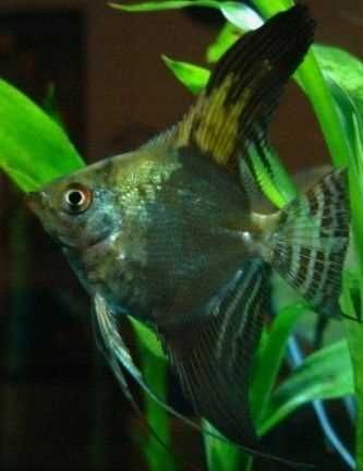 GB Skalar Zielony - dowóz ryb!