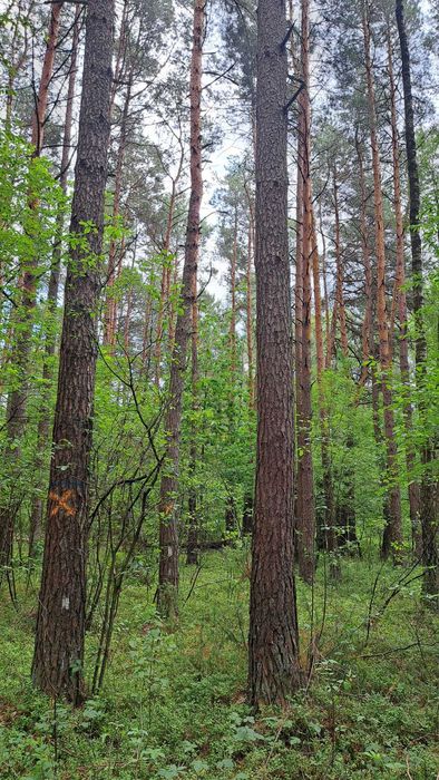 Dojrzały las sosnowy 3,2686 ha wraz z działką - Widok 2