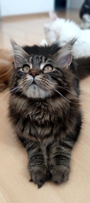 BELLATRIX koteczka Maine Coon