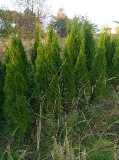 Sprzedam tuje szmaragd