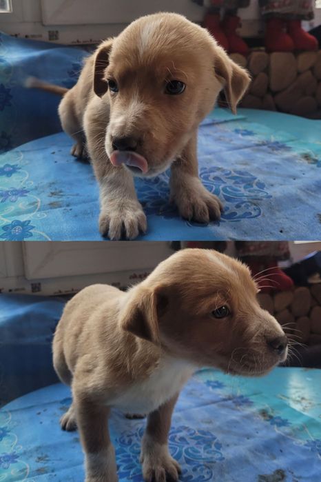 Цуценята в добрі руки