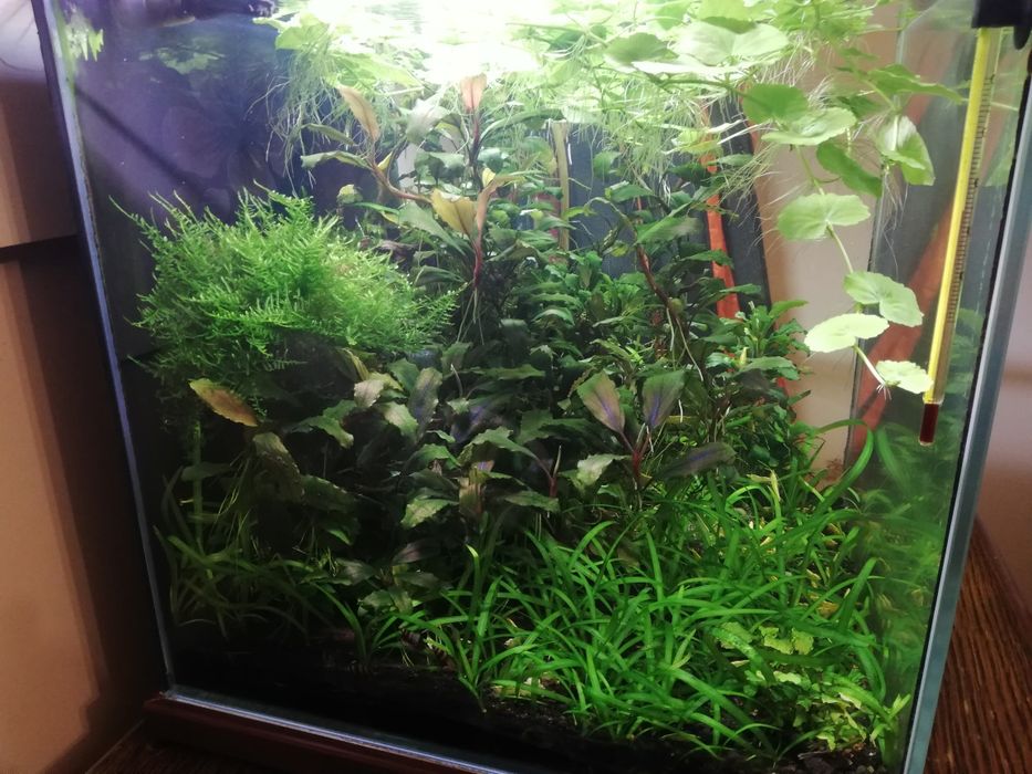 Krewetki krewetka yellow z pasem neonowym neonowa