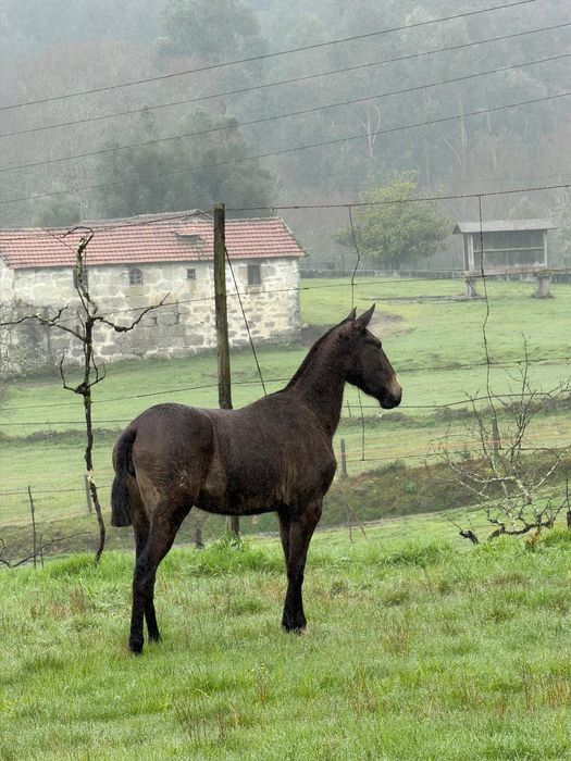 Vendo Poldra Lusitana