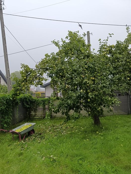Oddam jabłka  - do zebrania prosto z drzewa