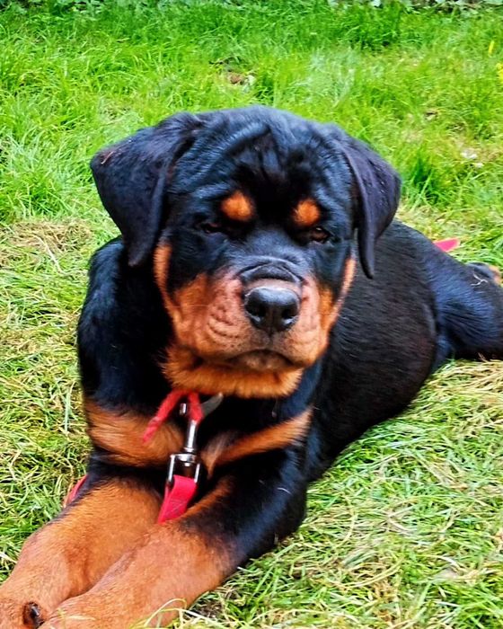 Цуценята породи Ротвейлер.