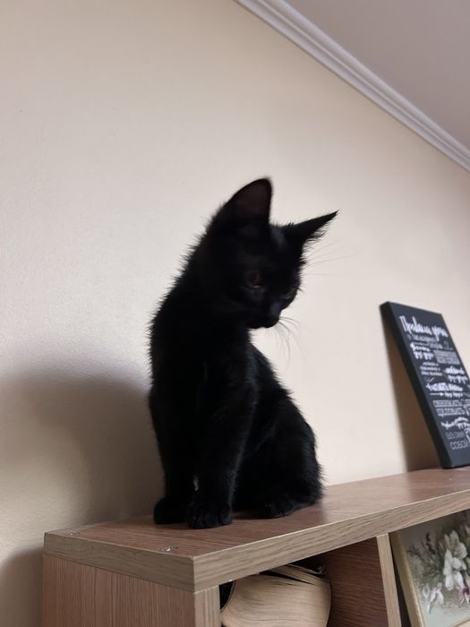 Віддам чорного котика безкоштовно